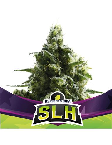 SLH - X12