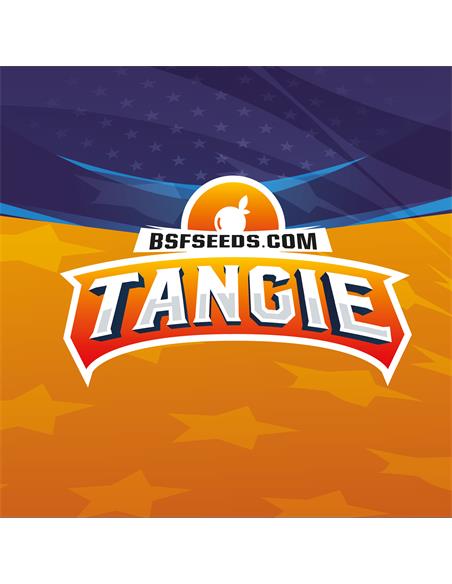 Tangie XXL Auto - X2