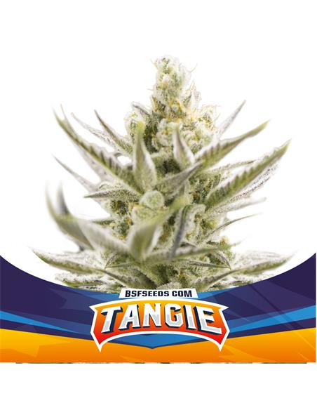 Tangie XXL Auto - X4