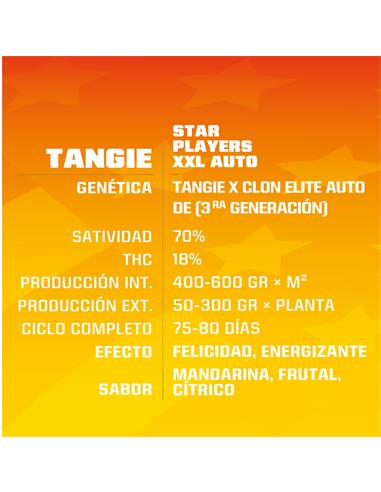 Tangie XXL Auto - X4