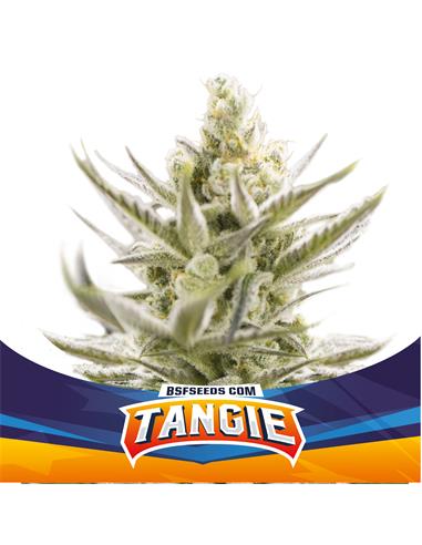 Tangie XXL Auto - X7