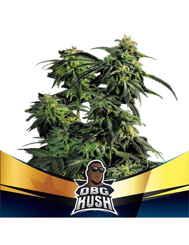 OBG Kush Fast Version - X4