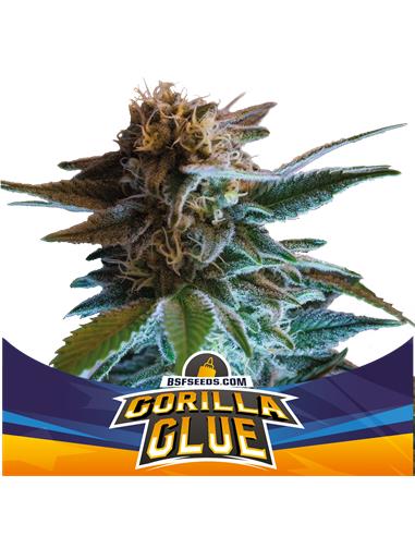 Gorilla Glue Auto - X7