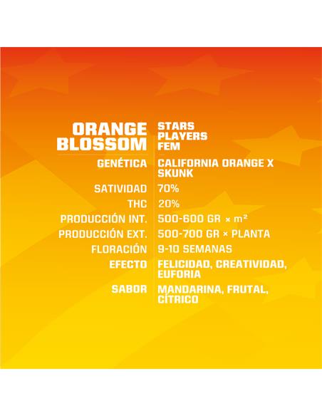 Orange Blossom - X2