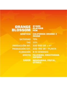 Orange Blossom - X4 2