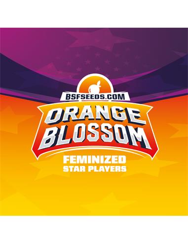 Orange Blossom - X7