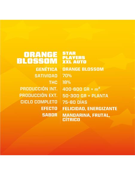 Orange Blossom XXL Auto - X2