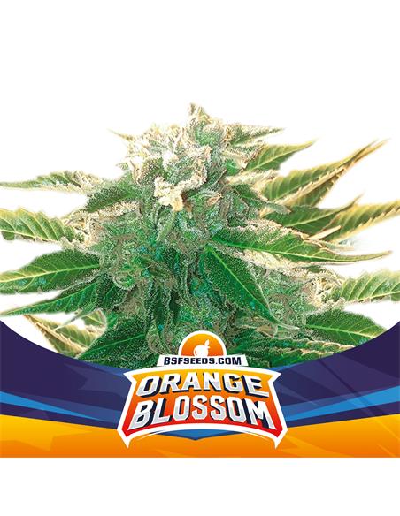 Orange Blossom XXL Auto - X7