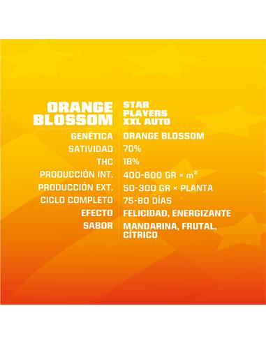 Orange Blossom XXL Auto - X7