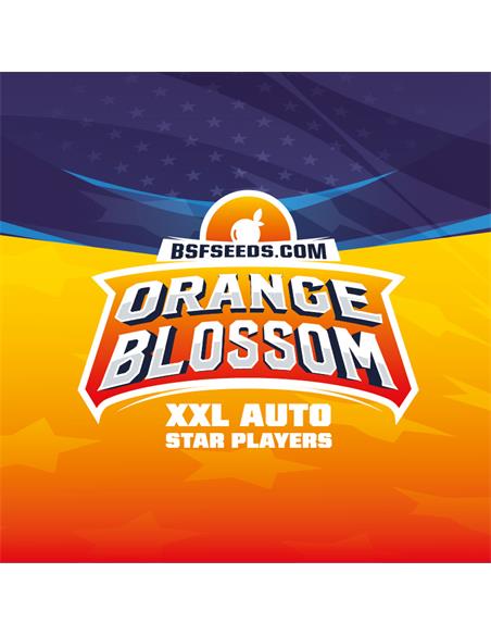 Orange Blossom XXL Auto - X7