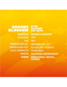 Orange Blossom XXL Auto - X12 2