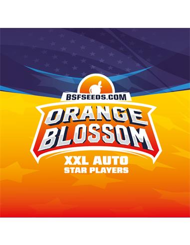 Orange Blossom XXL Auto - X12