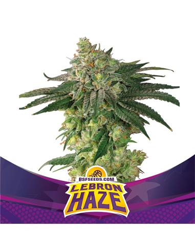 Lebron Haze - X2