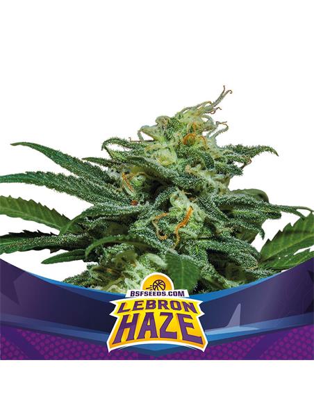 Lebron Haze Auto - X7