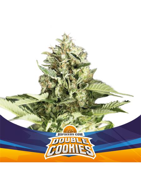 Double Cookies Auto SP - X4