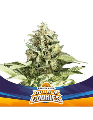 Double Cookies Auto SP - X12