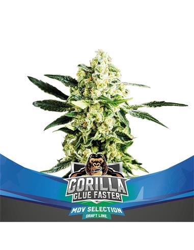 Gorilla Glue Faster FF - X2