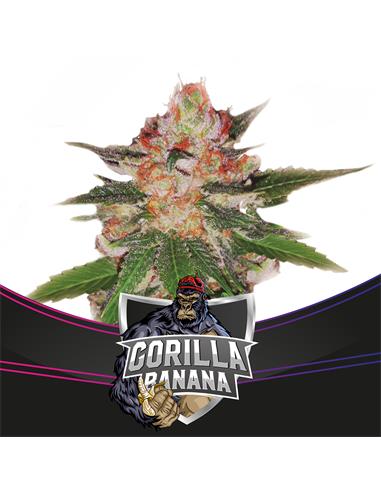 Gorilla Banana - X12