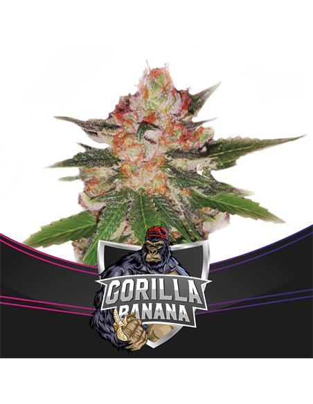 Gorilla Banana - X12