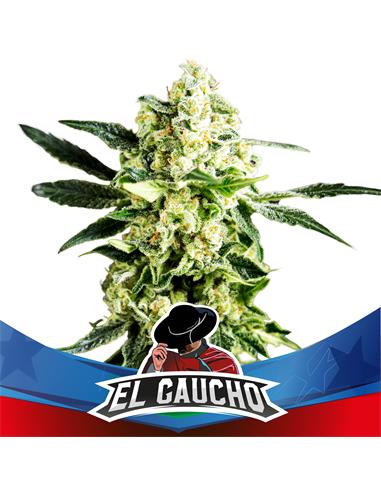 El Gaucho FF SP - X2