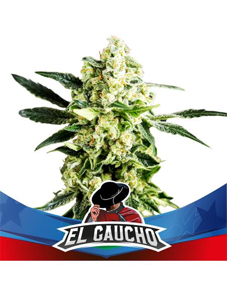 El Gaucho FF SP - X12