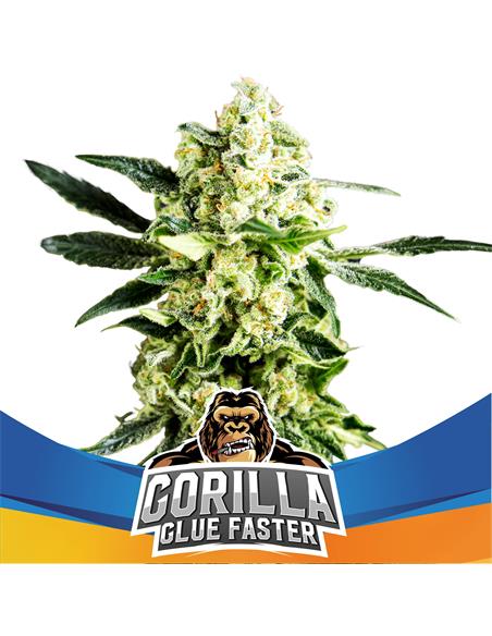 Gorilla Glue Faster FF SP - X4