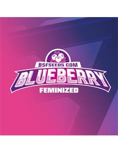 Blue Berry Fem - X2 2
