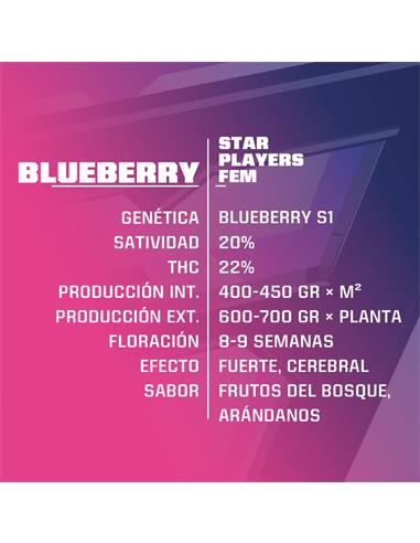 Blue Berry Fem - X2