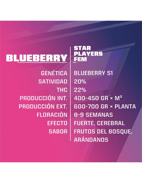 Blue Berry Fem - X2