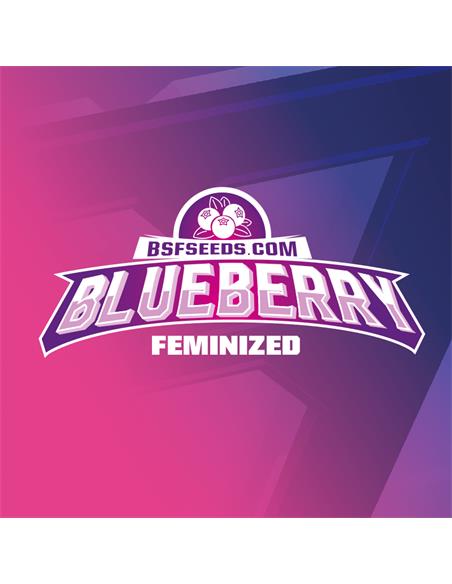 Blue Berry Fem - X4