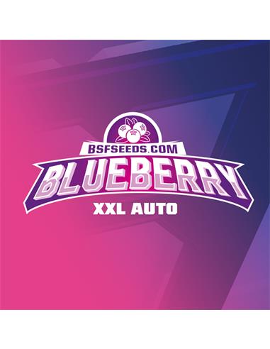 Blue Berry Auto - X2