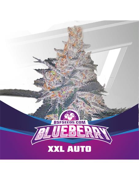 Blue Berry Auto - X7