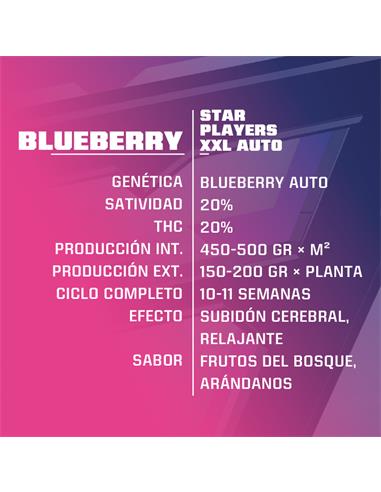 Blue Berry Auto - X12
