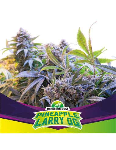 Pineapple Larry OG *SP - X7