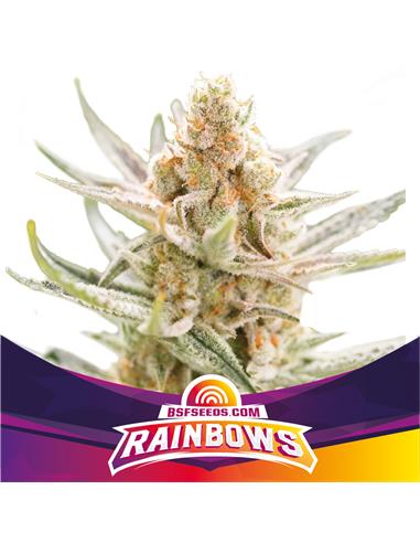 Rainbows *SP - X4