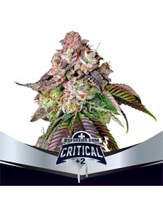 Critical +2 Fem - X7