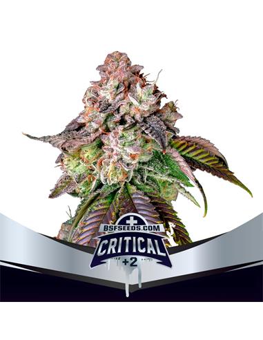 Critical +2 Fem - X12