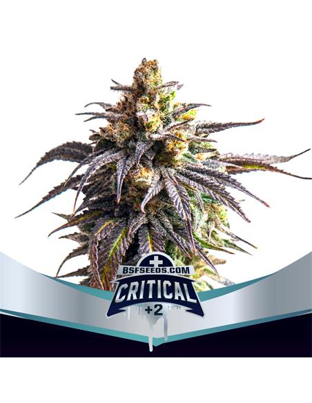 Critical +2 XXL Auto - X12