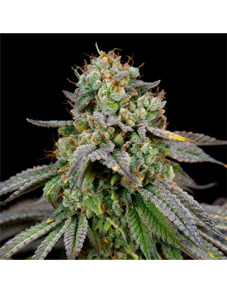 Gorilla Glue #4 GK - X2