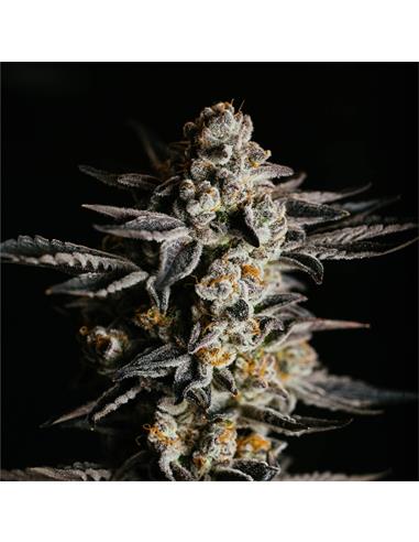 Gorilla Glue Auto GK - X12