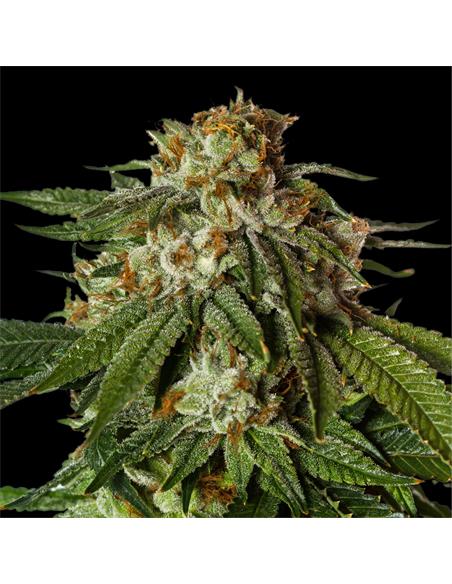 Gorilla Glue Faster GK - X2