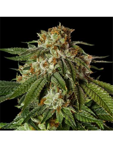 Gorilla Glue Faster GK - X12