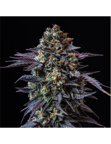 Gorilla Banana GK - X2