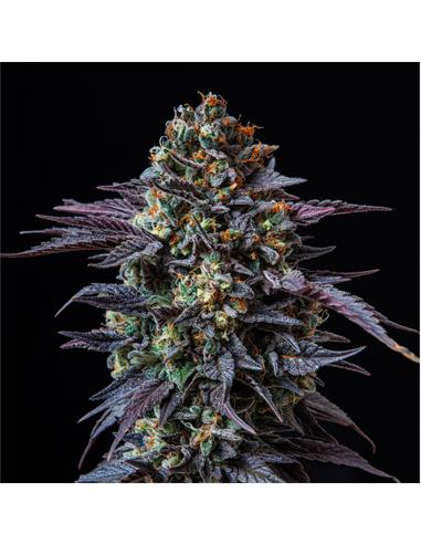 Gorilla Banana GK - X12