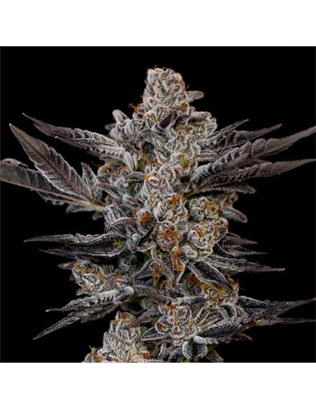 Gorila Ghost GK - X2