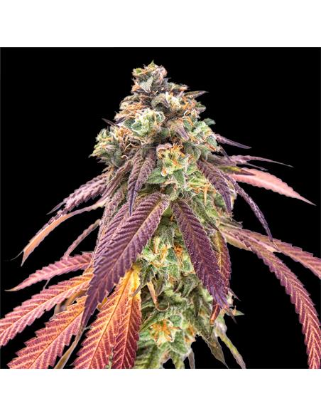 Gorilla Rainbow GK - X12