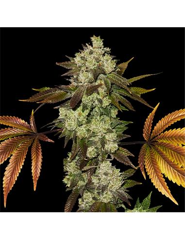 White Gorilla GK - X7