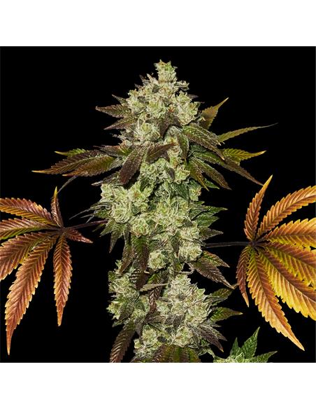 White Gorilla GK - X7