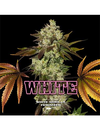 White Gorilla GK - X12