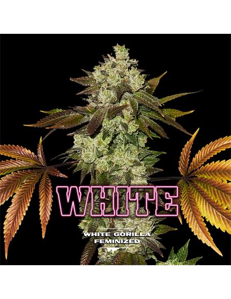 White Gorilla GK - X12